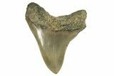 Serrated, Fossil Megalodon Tooth - North Carolina #294532-1